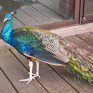 Indian Peafowl (Pavo cristatus)