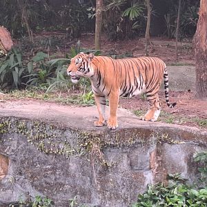 Malayan Tiger (Panthera tigris jacksoni)