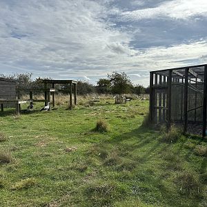 Mixed Bird Enclosure at Hamerton Zoo Park (October 2023)