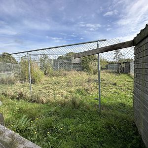 Johnson's Cassowary Enclosure at Hamerton Zoo Park (October 2023)