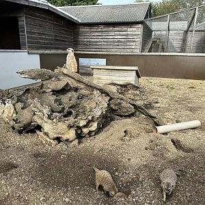 Meerkat Enclosure at Hamerton Zoo Park (October 2023)