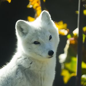 Arctic Fox