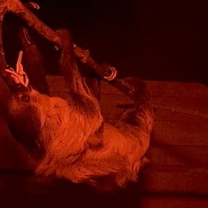 Linnaeus' Two-toed Sloth at Hamerton Zoo Park (October 2023)
