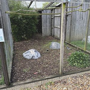 Blacksmith Plover Enclosure at Hamerton Zoo Park (October 2023)