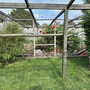 Mixed Aviary at Hamerton Zoo Park (October 2023)