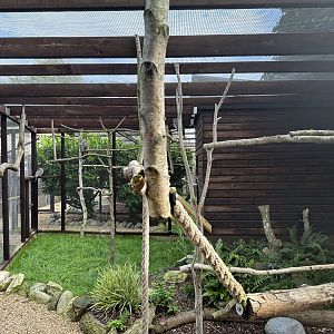 Greater Roadrunner / Tawny Frogmouth Enclosure at Hamerton Zoo Park (October 2023)