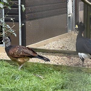 Black Curassows at Hamerton Zoo Park (October 2023)