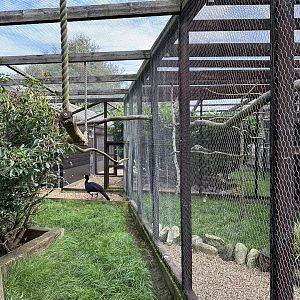Black Curassow Enclosure at Hamerton Zoo Park (October 2023)