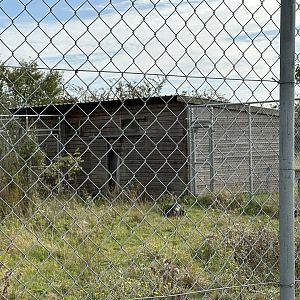 Cassowary Housing at Hamerton Zoo Park (October 2023)