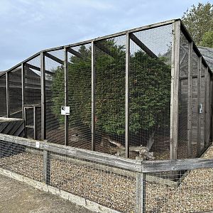 Greater Grison Enclosure at Hamerton Zoo Park (October 2023)