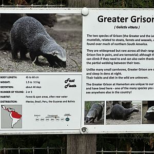 Greater Grison Signage at Hamerton Zoo Park (October 2023)