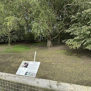 Parma Wallaby Enclosure at Hamerton Zoo Park (October 2023)