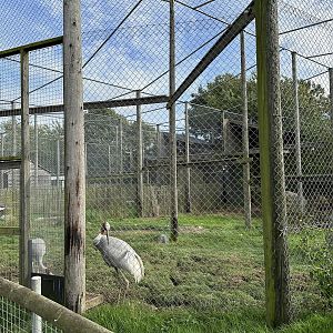 Sarus Crane Enclosure at Hamerton Zoo Park (October 2023)