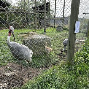 Sarus Crane Family at Hamerton Zoo Park (October 2023)