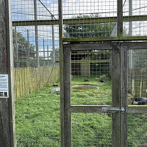Hooded Vulture / Grey-Crowned Crane Enclosure at Hamerton Zoo Park (October 2023)