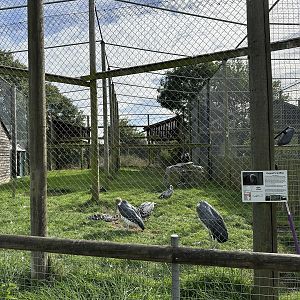 Ruppell's Griffon / Marabou Stork Enclosure at Hamerton Zoo Park (October 2023)