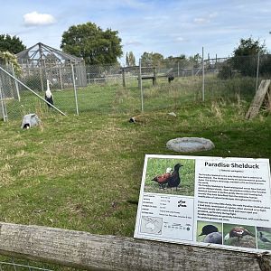 Paradise Shelduck Enclosure at Hamerton Zoo Park (October 2023)