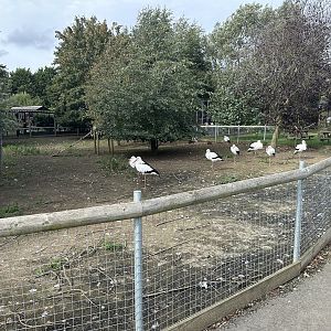 Parma Wallaby / White Stork Enclosure at Hamerton Zoo Park (October 2023)