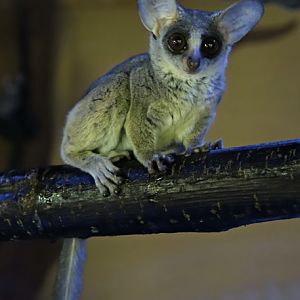 Senegal bushbaby (Galago senegalensis)