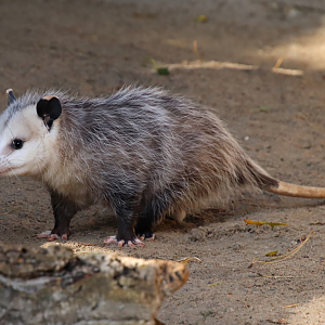 Virginia opossum (Didelphis virginiana)