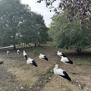 White Stork / Parma Wallaby Enclosure at Hamerton Zoo Park (October 2023)
