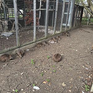 Parma Wallabies at Hamerton Zoo Park (October 2023)