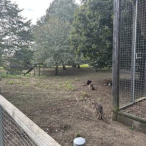 White Stork / Parma Wallaby Enclosure at Hamerton Zoo Park (October 2023)