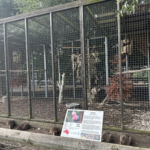 Galah Aviary at Hamerton Zoo Park (October 2023)