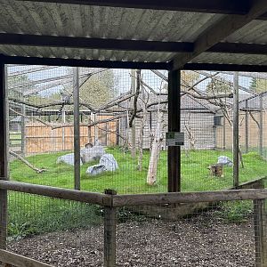 Ring-tailed Lemur Enclosure at Hamerton Zoo Park (October 2023)