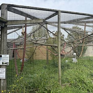 Lar Gibbon Enclosure at Hamerton Zoo Park (October 2023)