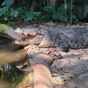 Saltwater Crocodile (Crocodylus porosus)
