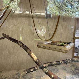 Lesser Spot-nosed Guenon Indoor Enclosure at Hamerton Zoo Park (October 2023)