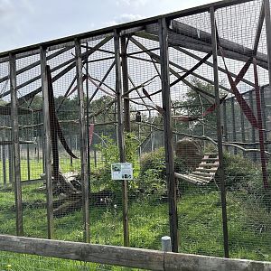 Lesser Spot-nosed Guenon Enclosure at Hamerton Zoo Park (October 2023)