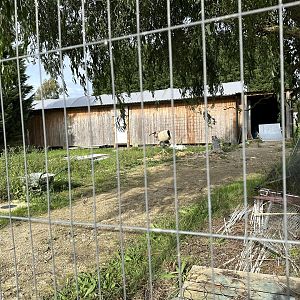 Construction at Hamerton Zoo Park (October 2023)