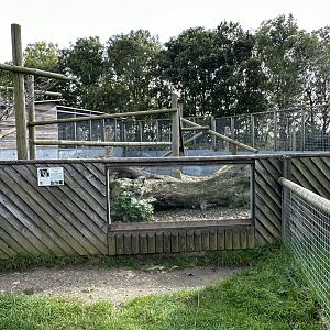 Northern Raccoon Enclosure at Hamerton Zoo Park (October 2023)