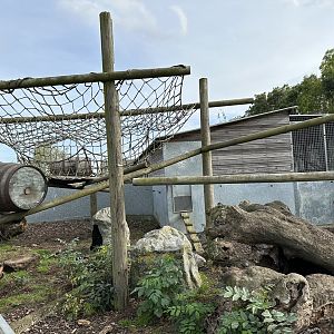Northern Raccoon Enclosure at Hamerton Zoo Park (October 2023)