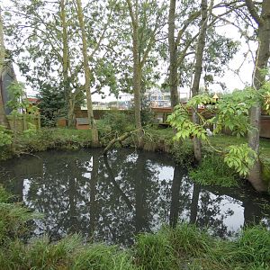 Racoon dog enclosure