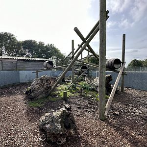Northern Racoon Enclosure at Hamerton Zoo Park (October 2023)
