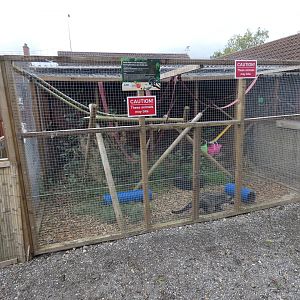 Asian palm civet outdoor enclosure