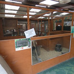 Meerkat indoor enclosure in Tropical house