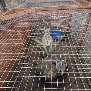 Meerkat outdoor enclosure by Tropical house