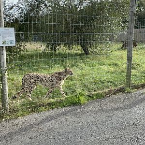 Cheetah at Hamerton Zoo Park (October 2023)