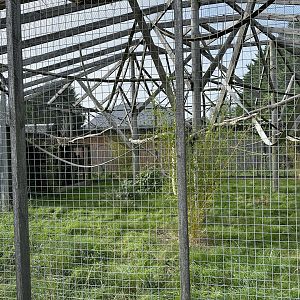 Lar Gibbon Enclosure at Hamerton Zoo Park (October 2023)