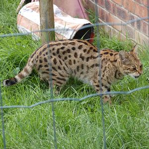 Savannah cat