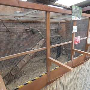 Asian palm civet indoor enclosure