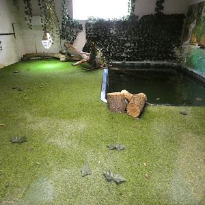 Morelet's crocodile enclosure