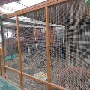 Genet indoor enclosure