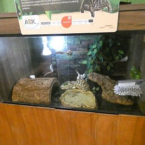 Indian star tortoise enclosure