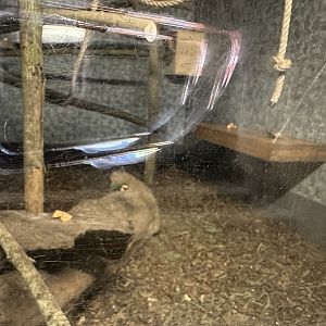 Echidna / Possum Enclosure at Hamerton Zoo Park (October 2023)