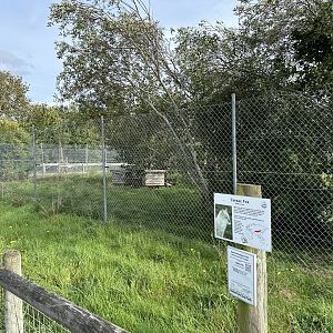 Corsac Fox Enclosure at Hamerton Zoo Park (October 2023)